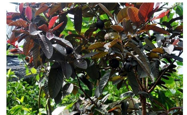 Kì lạ giống ổi thâm tím, bổ ra nhìn như thanh long đang được bán ở Việt Nam - 3