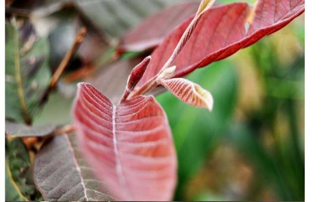 Kì lạ giống ổi thâm tím, bổ ra nhìn như thanh long đang được bán ở Việt Nam - 4