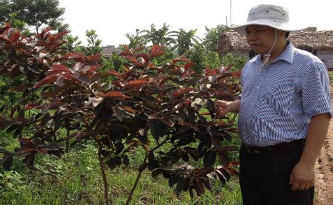 Kì lạ giống ổi thâm tím, bổ ra nhìn như thanh long đang được bán ở Việt Nam - 5