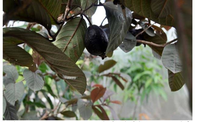 Kì lạ giống ổi thâm tím, bổ ra nhìn như thanh long đang được bán ở Việt Nam - 6