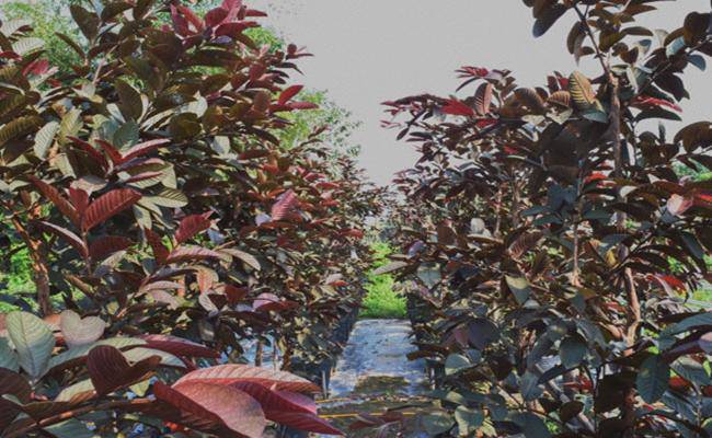 Kì lạ giống ổi thâm tím, bổ ra nhìn như thanh long đang được bán ở Việt Nam - 7