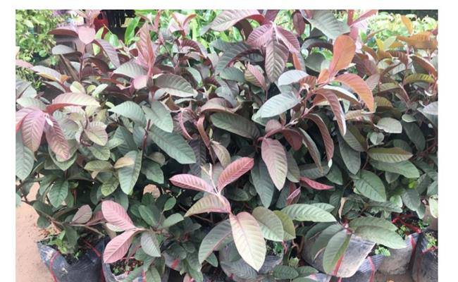 Kì lạ giống ổi thâm tím, bổ ra nhìn như thanh long đang được bán ở Việt Nam - 10