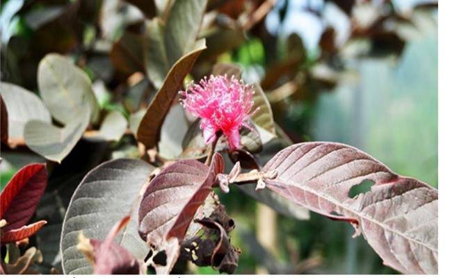 Kì lạ giống ổi thâm tím, bổ ra nhìn như thanh long đang được bán ở Việt Nam - 8