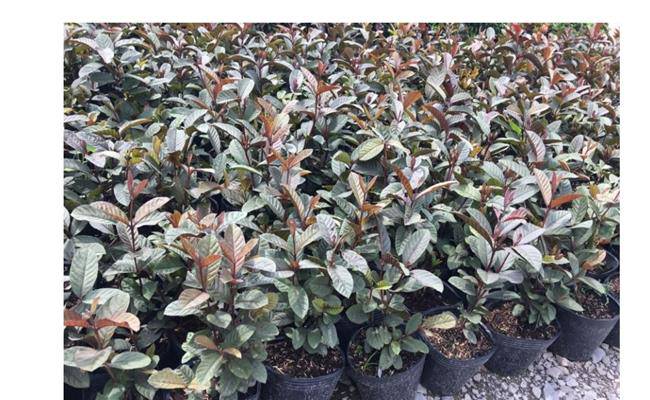 Kì lạ giống ổi thâm tím, bổ ra nhìn như thanh long đang được bán ở Việt Nam - 11