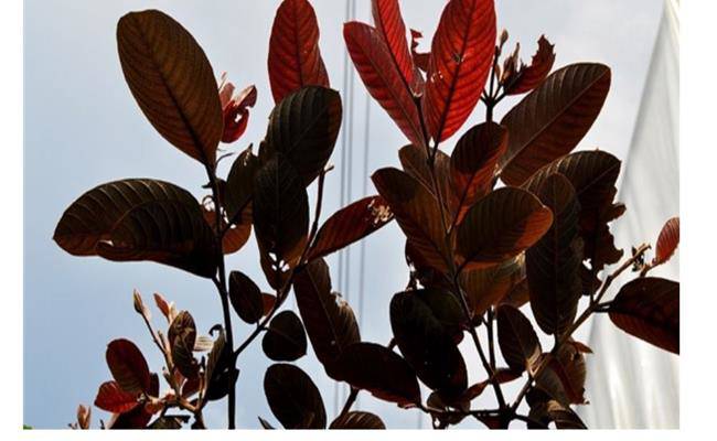 Kì lạ giống ổi thâm tím, bổ ra nhìn như thanh long đang được bán ở Việt Nam - 13