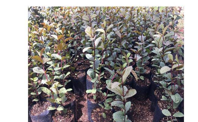 Kì lạ giống ổi thâm tím, bổ ra nhìn như thanh long đang được bán ở Việt Nam - 14