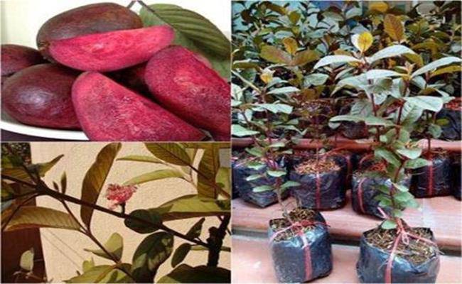 Kì lạ giống ổi thâm tím, bổ ra nhìn như thanh long đang được bán ở Việt Nam - 15