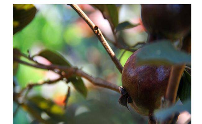 Kì lạ giống ổi thâm tím, bổ ra nhìn như thanh long đang được bán ở Việt Nam - 16