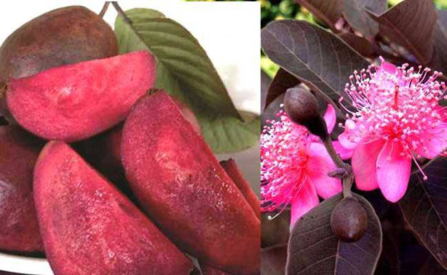 Kì lạ giống ổi thâm tím, bổ ra nhìn như thanh long đang được bán ở Việt Nam - 17