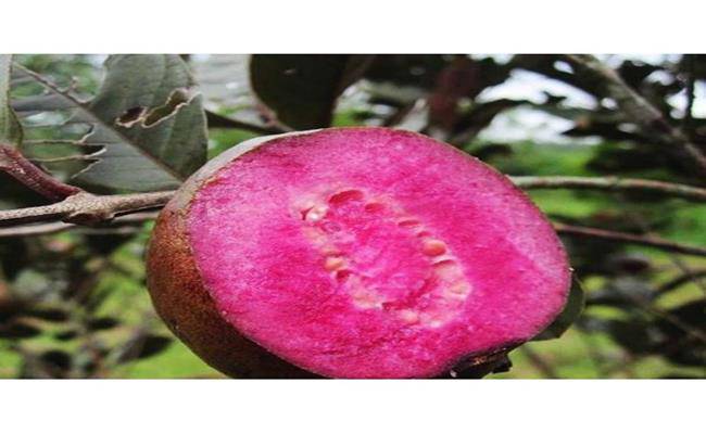 Kì lạ giống ổi thâm tím, bổ ra nhìn như thanh long đang được bán ở Việt Nam - 18