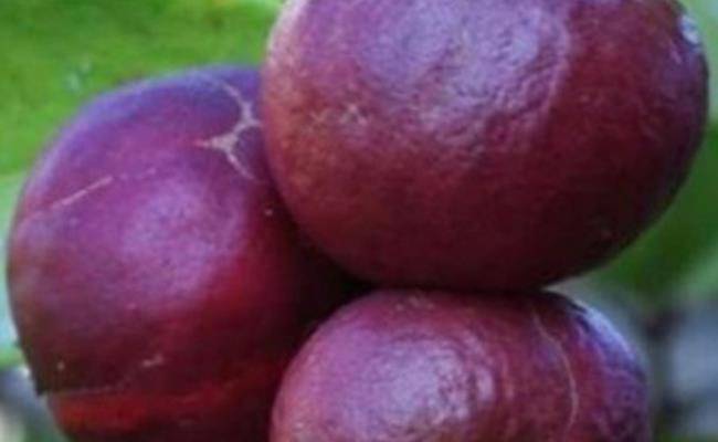Kì lạ giống ổi thâm tím, bổ ra nhìn như thanh long đang được bán ở Việt Nam - 19