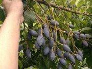 Tiêu dùng - Thứ ở quê đen nhẻm rụng đầy gốc, nay hóa "mỏ vàng" dân thành phố tranh nhau mua