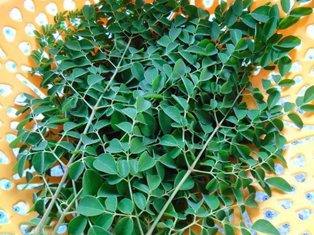 Cách làm bột  rau chùm ngây cho bé ăn dặm giữ nguyên dinh dưỡng - 3