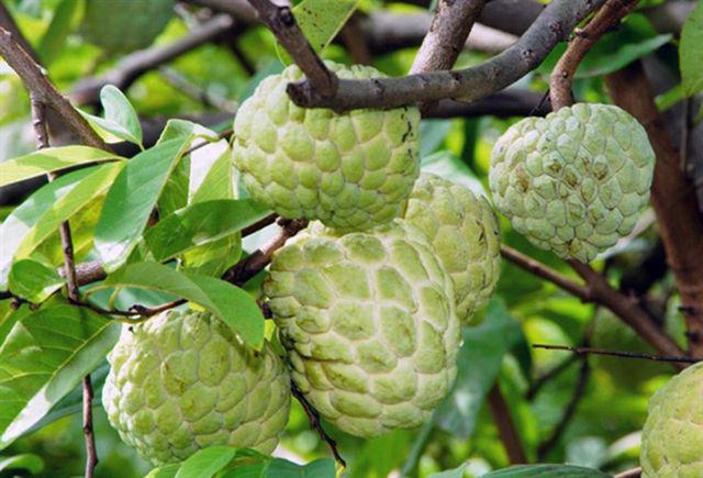 Quả na ngon ngọt lại bổ nhưng cẩn thận có thể bị ngộ độc nếu phạm phải những điều này - 2