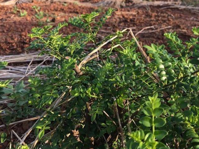 Thứ mọc hoang bờ bụi bỗng lên đời, ở Việt Nam có người kiếm tiền tỷ