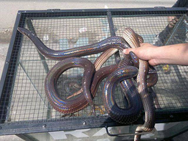 Về miền Tây, cố vượt qua sự sợ hãi mà thử amp;#34;cực phẩmamp;#34; lẩu rắn hổ hành ngon bá cháy - 3