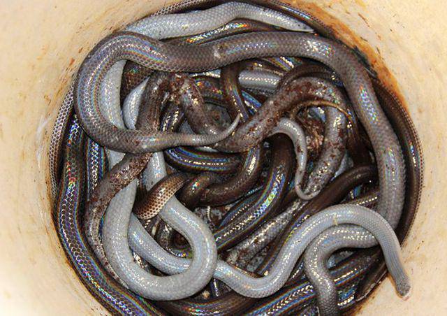 Về miền Tây, cố vượt qua sự sợ hãi mà thử amp;#34;cực phẩmamp;#34; lẩu rắn hổ hành ngon bá cháy - 4