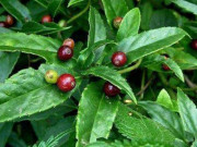 Sức khỏe - Loại cây thần kỳ ra quả trên lá, chữa được nhiều bệnh