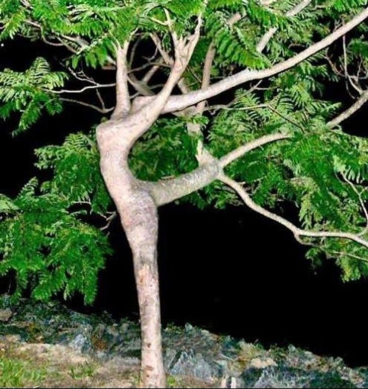 Nghệ sĩ cây cùng màn biểu diễn mãn nhãn. 