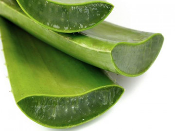 Nha đam có tác dụng gì và sử dụng như thế nào?