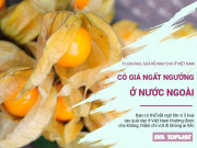 Bếp Eva - 5 loại cây quả "rẻ như cho" ở Việt Nam lại có giá cực đắt ở siêu thị nước ngoài