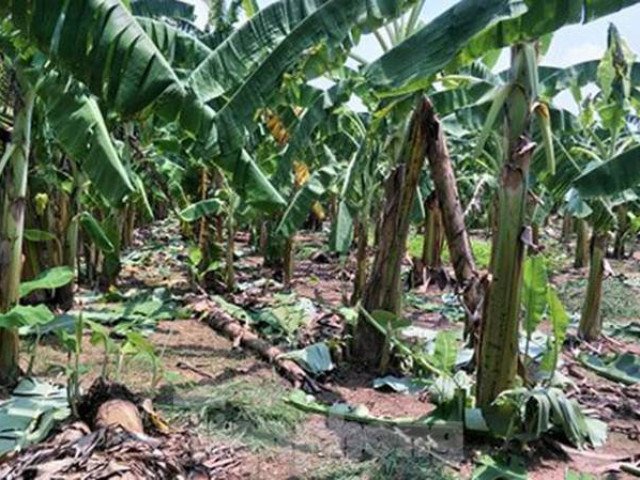 Vụ bé gái bị hiếp dâm trong vườn chuối: Gia đình khổ sở vì nhiều lời đồn ác ý