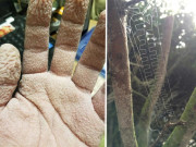 Eva tám - Những hình ảnh thú vị hiếm khi được nhìn thấy trên đời