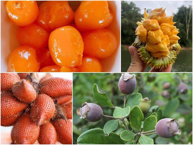 Loạt quả lạ từng mọc hoang chẳng ai đoái hoài, nay dân hái về bán hốt bạc ầm ầm