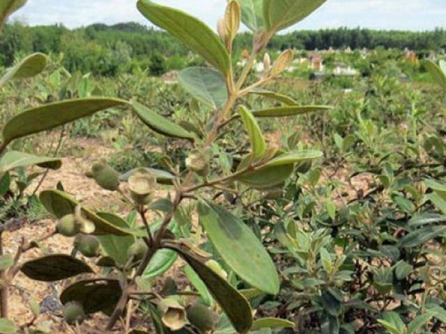 Thứ mọc dại cho không ai lấy ở Việt Nam, có người đem về trồng hốt tiền triệu