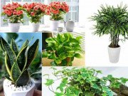 Nhà đẹp - TOP 5 loài cây trồng vừa mang phong thủy lại phòng chống ung thư