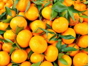 Eva tám - Bạn mất bao nhiêu giây để tìm ra bông hoa trốn trong những quả quýt này?