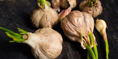 Chuyên gia chỉ rõ loại rau củ mọc mầm hại như thuốc độc và những loại quý hơn thuốc bổ - 3