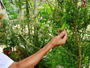 Tiêu dùng - Khôn ngoan lấy thứ làm hàng rào trồng thử, ở Việt Nam có người kiếm tiền quanh năm