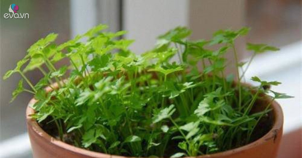 8 loại rau thơm chỉ trồng trong góc bếp cũng