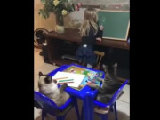 Clip Eva - Cô bé "dạy" 2 chú mèo học khiến dân mạng "phát sốt"