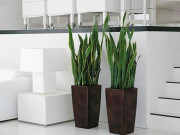 Tin tức nhà đẹp - 5 bí quyết lựa chọn cây cảnh văn phòng phù hợp