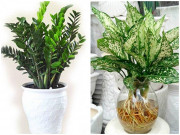 Nhà đẹp - 5 loại cây "ăn tiền thiên hạ", sáng đặt phòng khách chiều gặp may