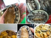 Tiêu dùng - Hải sản “gắn mác” nhà giàu bán tràn lan với giá rẻ chưa từng có, chỉ 33.000 đồng/con