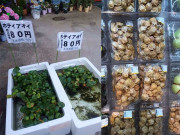 Tiêu dùng - 5 loại cây mọc dại ở Việt Nam nhưng lại được săn lùng, có giá cực đắt ở nước ngoài