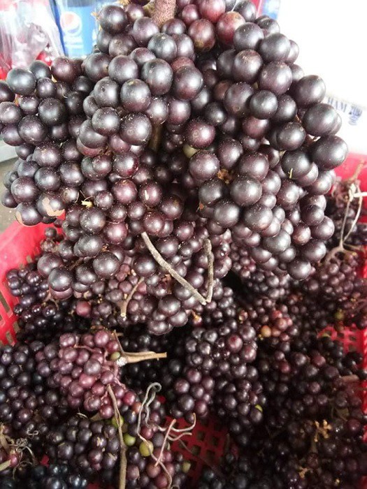 Loại nho mọc hoang ở bìa rừng trở thành đặc sản bán với giá cao tại Hà Nội.