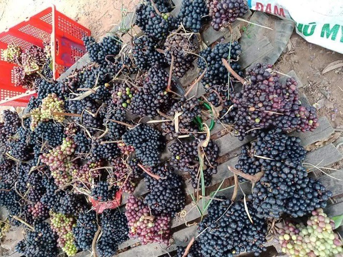  Nho rừng Tây Nguyên rất sai quả, khi chín có màu đỏ đậm, vỏ mỏng.