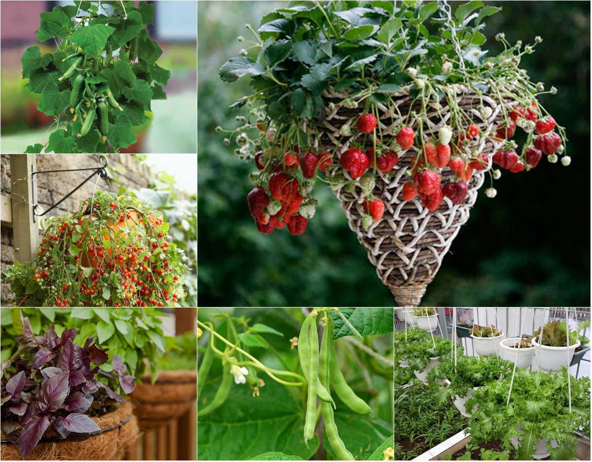 7 loại trái cây và rau mà nông dân phố có thể trồng trong giỏ treo - 1