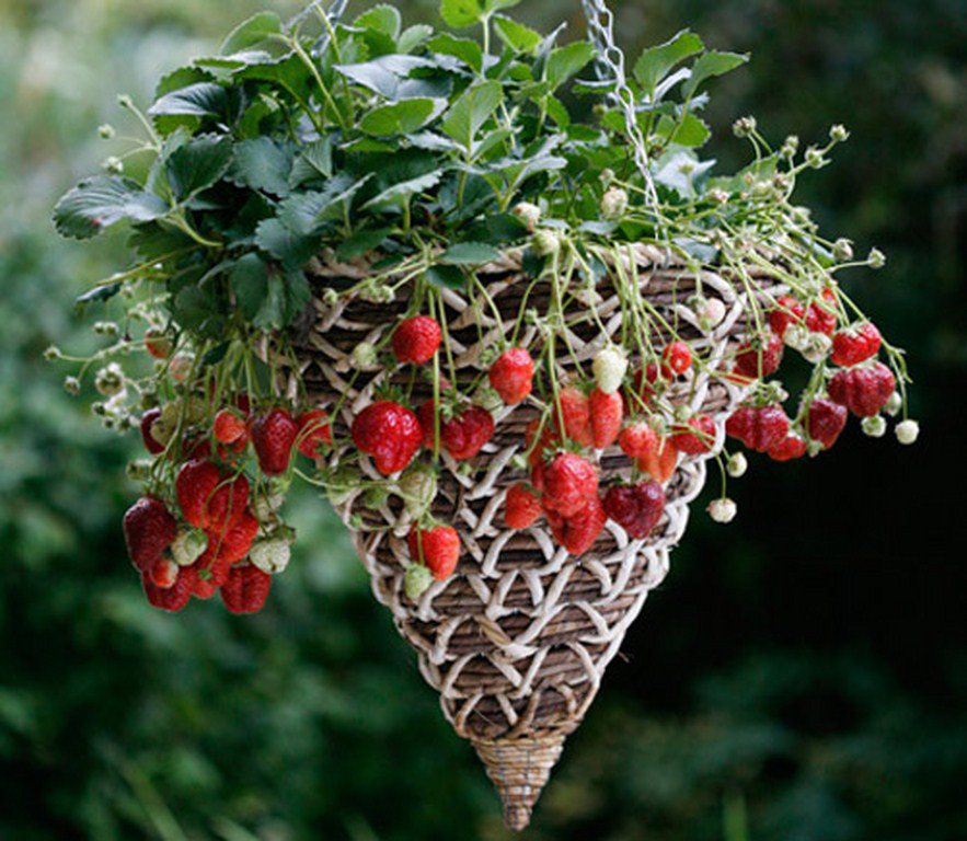 7 loại trái cây và rau mà nông dân phố có thể trồng trong giỏ treo - 3