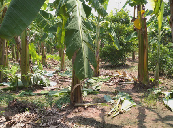 Nóng: Đã bắt được nghi phạm hiếp dâm bé gái 12 tuổi trong vườn chuối ở Hà Nội - 1