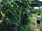 Tin tức - Tin tức 24h: Bất ngờ về nghi phạm hiếp dâm bé gái trong vườn chuối và kết quả ADN