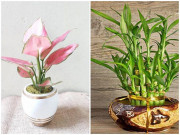 Nhà đẹp - Những loại cây nghe tên đã thấy giàu, cuối năm mở cửa gánh lộc về nhà