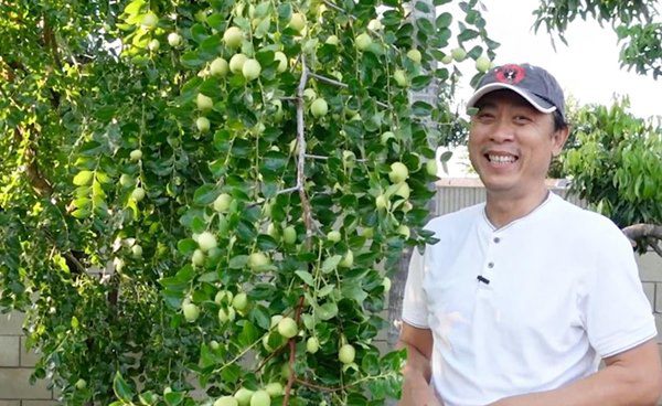 Danh hài Vân Sơn khoe vườn trái cây 1.200m2, quả rụng đỏ gốc ăn không hết - 3