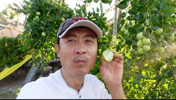 Danh hài Vân Sơn khoe vườn trái cây 1.200m2, quả rụng đỏ gốc ăn không hết - 4