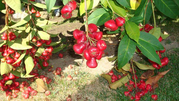 Danh hài Vân Sơn khoe vườn trái cây 1.200m2, quả rụng đỏ gốc ăn không hết - 7