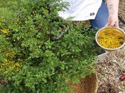 Tiêu dùng - Hơn nửa tỷ/kg, thứ bé tẹo giá "đắt cắt cổ" này không ngờ là quả dại